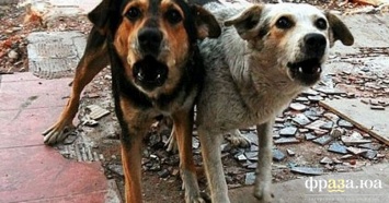 Канадские ученые назвали бродячих собак "переносчиками коронавируса"
