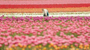 Бескрайние поля немецких тюльпанов (фото)