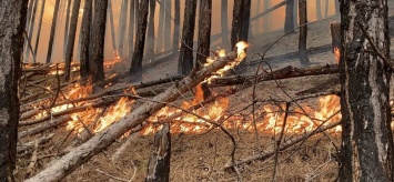 157 населенных пунктов Крыма вошли с перечень подверженных угрозе лесных пожаров