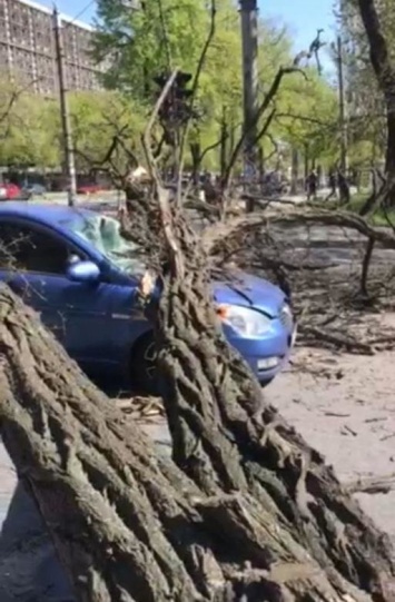 В Запорожье на легковушку упало дерево около остановки: движение заблокировано, - ФОТО, ВИДЕО