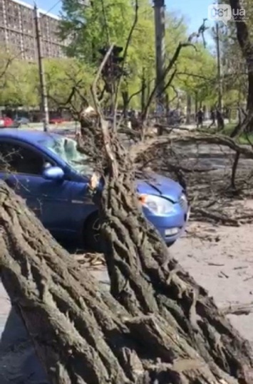 В Запорожье упавшее дерево придавило автомобиль (фото)