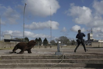 Карантин так карантин: в Аргентине морские львы обосновались в городе, прогоняют с улиц редких прохожих (ФОТО)