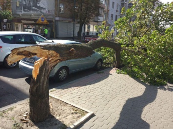 В Харькове ветер за сутки завалил 18 деревьев