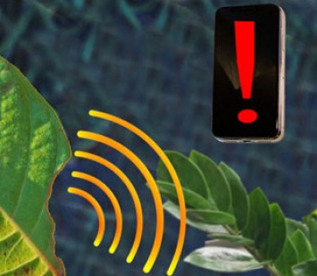 Со смартфоном на грядке: наносенсоры в листьях предупредят о стрессе растений