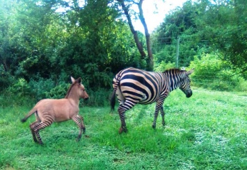 В кенийском национальном парке родилось редкое животное - зонки (фото)