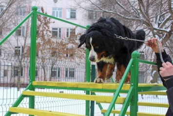 В Днепре просят создать новую площадку для выгула и тренировки собак