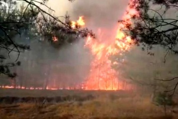 С начала года на Харьковщине произошло 30 лесных пожаров