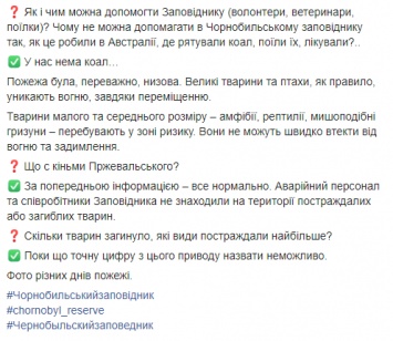 В Чернобыльском заповеднике сообщили, что у них нет коал, но остались лошади Пржевальского. Фото