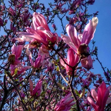 В Запорожье цветет магнолия, ягоды которой съедобны - фото