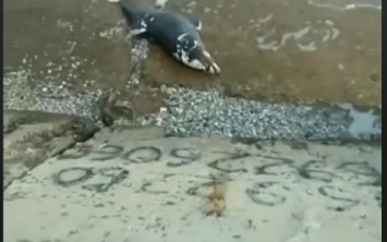 В Железном Порту нашли мертвого дельфина