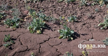 На юге Одесской области гибнет урожай. Ситуация катастрофическая