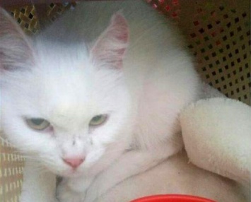 В Бердянске собирали деньги на спасение кота, забравшегося на дерево