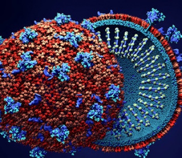 Геймеры по просьбе ученых ищут лекарство от коронавируса