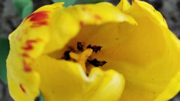Никополь украсили цветущие тюльпаны