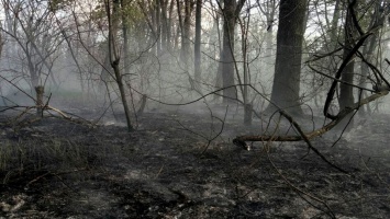Пожар в экосистеме: возле Каменского тушили сухую траву