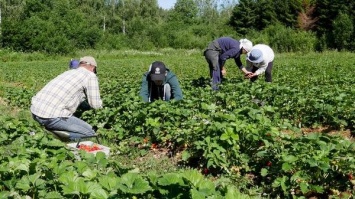 Финские хозяйства нуждаются в 20 000 иностранных наемных работников