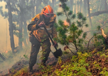 В Greenpeace заявили о рекордных по площади лесных пожарах в России