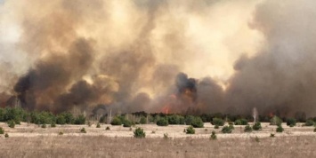 Горит лес и сухая трава: под Киевом заметили несколько масштабных пожаров - соцсети (ВИДЕО)