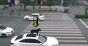 Китаец проехался с собакой на крыше по городу (фото)