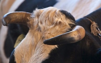 Корове на рога угодила неосторожная пенсионерка на Херсонщине