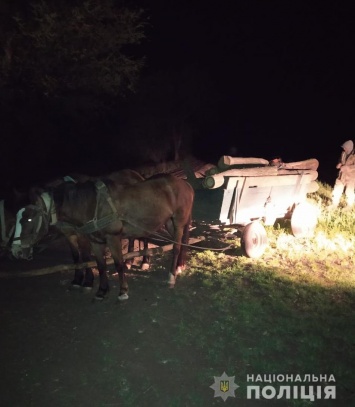 Незаконные лесорубы ночью пилили софору в Одесской области