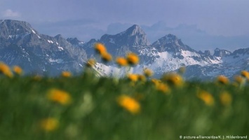 Альпийские одуванчики - желтое море цветов (фото)