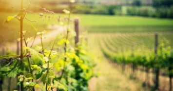 Ручная обработка лозы и сбор винограда - "Таврия" меняет модель виноградарства