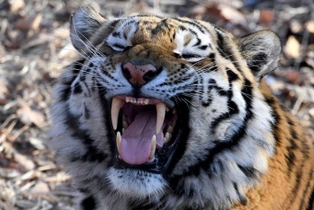 Тигры за считанные дни убили небывалое количество индийцев