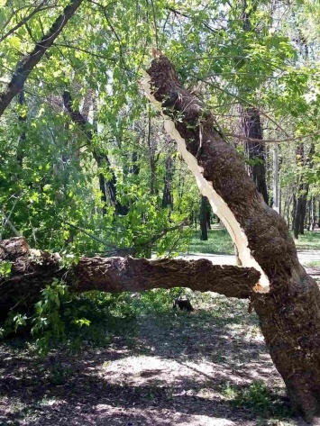 В городском парке упало огромное дерево (ФОТОФАКТ)