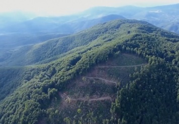 Огромные ''лысые'' участки на 14 млн: топ-чиновников гослесничеств на Закарпатье разоблачили в масштабной вырубке леса. Видео