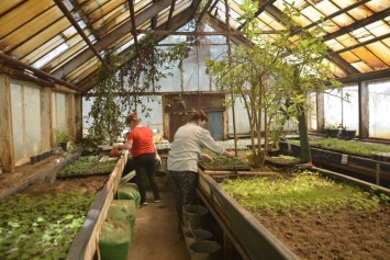 В Энергодаре коммунальщики выращивают цветы для городских клумб в заброшенной школьной теплице, - ФОТО