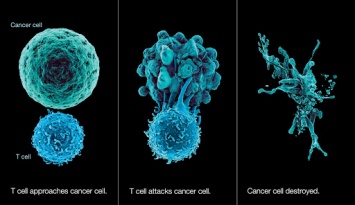 Представлен новый подход к раковой иммунотерапии