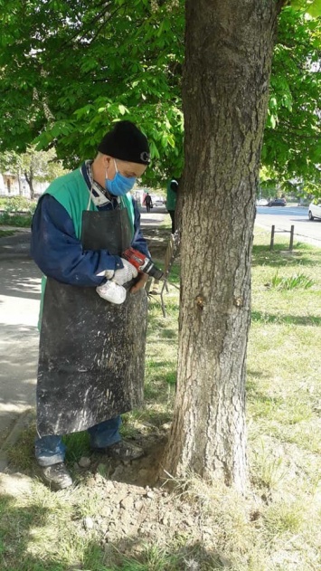 В Одессе запускают фонтаны и вакцинируют каштаны от моли. Фото