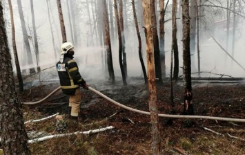 В Житомирской области при поджоге сухой растительности погибла женщина