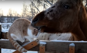 Любовь зла, полюбишь и... кота: Сеть развеселила лошадь, "зацеловавшая" мурлыку. Видео