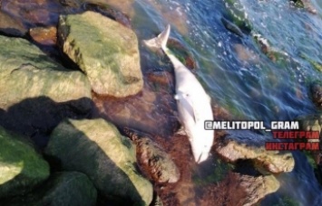На берегу моря продолжают находить мертвых дельфинов (фото, видео)