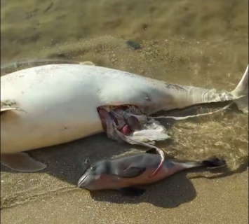 В Азовском море гибнут дельфины: в чем причина?