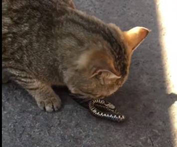 В Днепре кот поймал проникшую во двор змею (ВИДЕО)