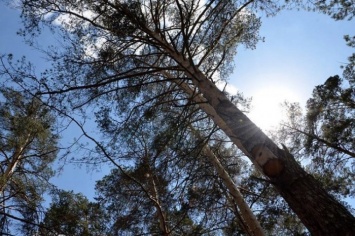 Под Харьковом на "черного лесоруба" рухнуло дерево, которое он пытался спилить