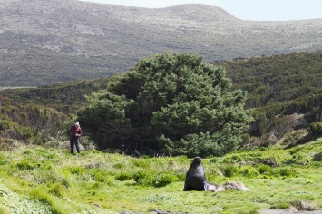 Найдено самое "одинокое" дерево в мире