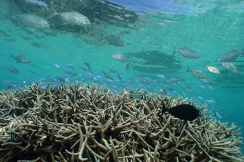 Стало известно, когда начали гибнуть коралловые рифы