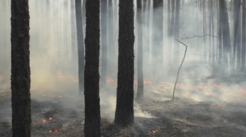 В Украине начали восстанавливать леса, пострадавшие от масштабных пожаров