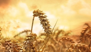 Пшеница может стать второй нефтью на ближайшие годы - эксперт FAO
