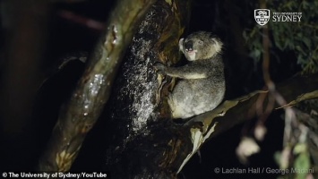 Ответа не было 13 лет: ученые наконец-то разрешили ''загадку века'' о коалах. Видео