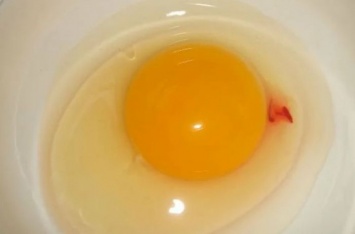 Можно ли употреблять в пищу яйцо с каплей крови внутри