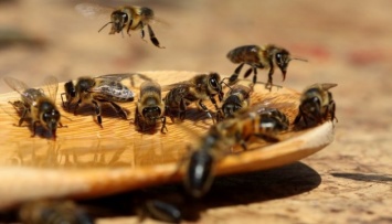 На Черниговщине предлагают изменить законодательство в интересах сохранения пчел