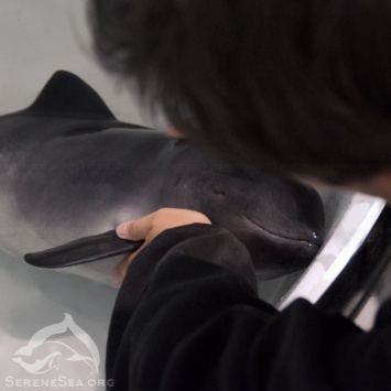 Почти 130 дельфинов выбросились на берег в Крыму
