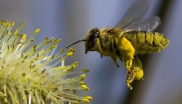 Коммуникация между пчеловодами и аграриями поможет избежать гибели пчел - Минэкономики