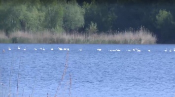 Птицы в центре города: в Кропивницком на Ингуле впервые за много лет поселились лебеди (видео)