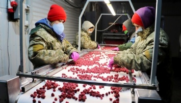 Украинские фермеры готовы платить сезонным рабочим в полтора раза больше, чем иностранные